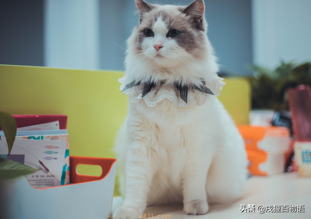 猫咪掉毛如何应对?这6个办法可应对(图1)