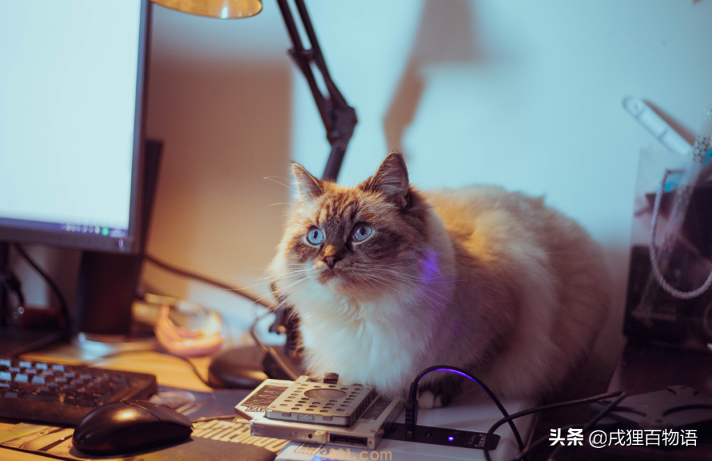 猫咪掉毛如何应对?这6个办法可应对(图2)