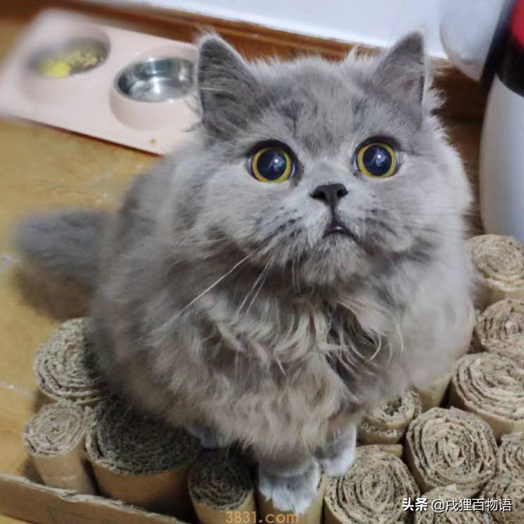 猫咪掉毛如何应对?这6个办法可应对(图3)