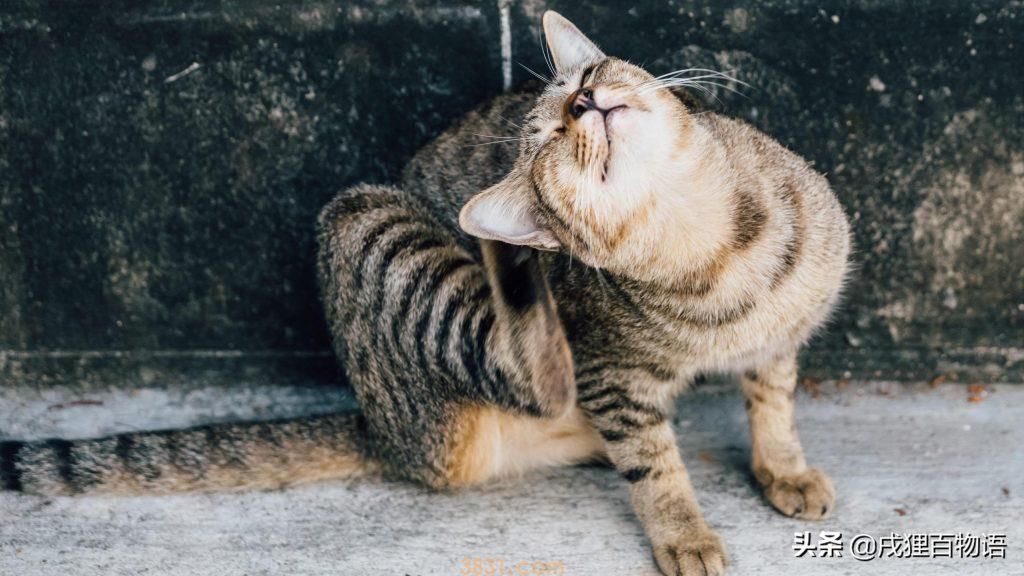 猫咪掉毛如何应对?这6个办法可应对(图4)