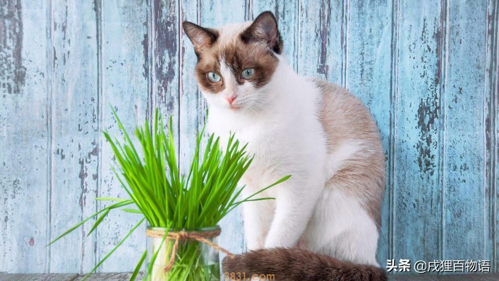 猫咪掉毛如何应对?这6个办法可应对(图5)