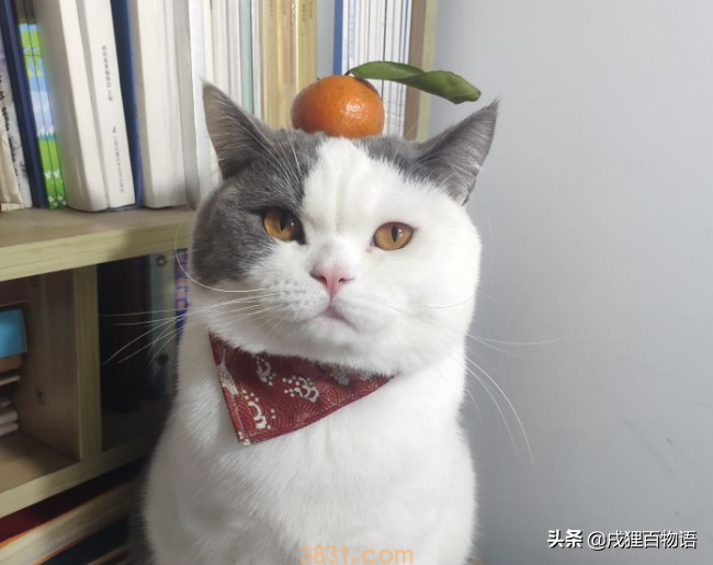 猫咪掉毛如何应对?这6个办法可应对(图6)