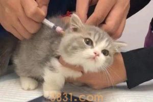 猫咪的寿命有多长?猫咪衰老的迹象有什么?(图7)