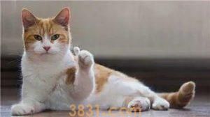 猫咪的寿命有多长?猫咪衰老的迹象有什么?(图8)