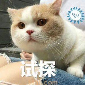 猫咪的寿命有多长?猫咪衰老的迹象有什么?(图1)