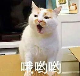 猫咪的寿命有多长?猫咪衰老的迹象有什么?(图3)