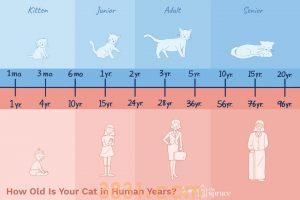 猫咪的寿命有多长?猫咪衰老的迹象有什么?(图2)