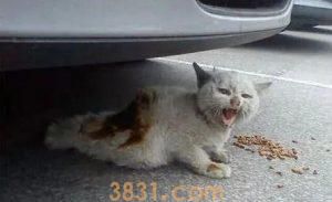 猫咪的寿命有多长?猫咪衰老的迹象有什么?(图4)