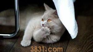 猫咪的寿命有多长?猫咪衰老的迹象有什么?(图5)