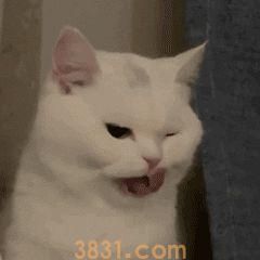 猫咪的寿命有多长?猫咪衰老的迹象有什么?(图9)