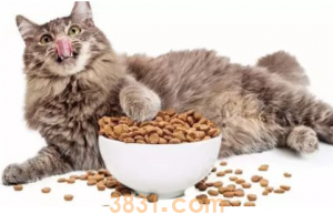 猫一天吃多少猫粮?猫咪所需的营养元素有什么?(图7)