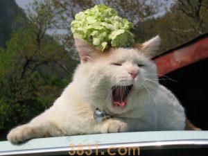 猫咪的寿命有多长?猫咪寿命长会有什么特征?(图1)