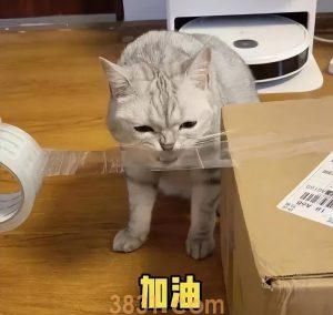 猫咪的寿命有多长?猫咪寿命长会有什么特征?(图4)