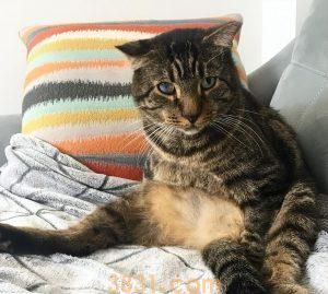 猫咪的寿命有多长?猫咪寿命长会有什么特征?(图5)