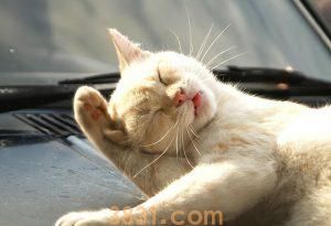 猫咪的寿命有多长?猫咪寿命长会有什么特征?(图6)