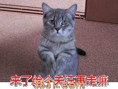 猫咪的寿命有多长?猫咪寿命长会有什么特征?(图8)