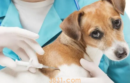 狗狗三个月还没打疫苗怎么办?如何给狗狗有序的进行疫苗接种?(图2)