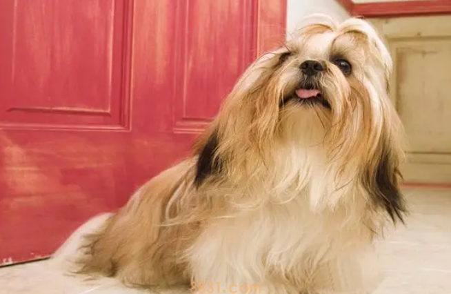 狮子狗是什么狗,你知道吗(图1)