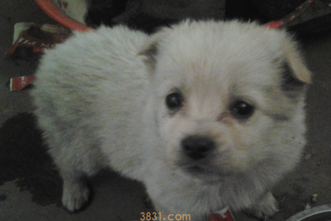 狮子狗是什么狗,你知道吗(图2)