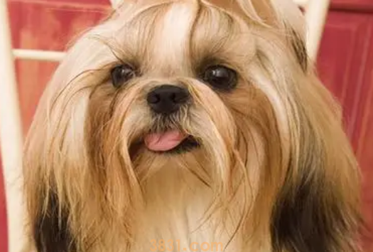 狮子狗饲养攻略:带你了解狮子狗的饲养知识!(图1)