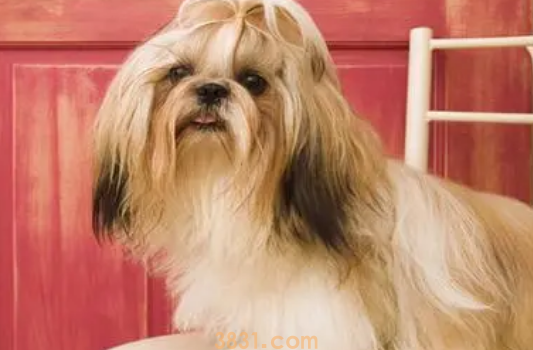 狮子狗饲养攻略:带你了解狮子狗的饲养知识!(图2)