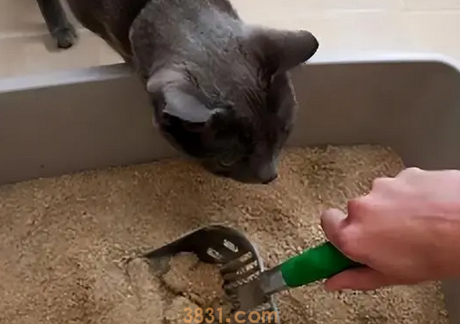 这些行为,在猫咪眼里,等同于“抛弃”,别傻傻不知道(图1)