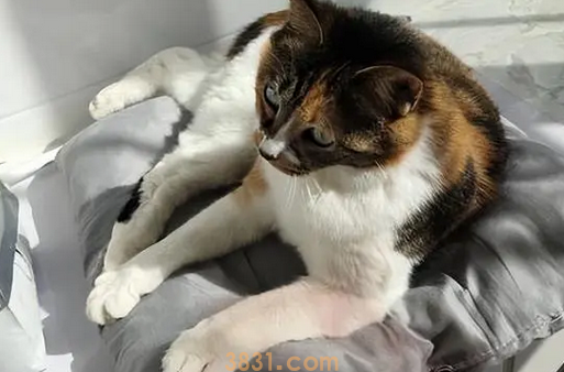 这些行为,在猫咪眼里,等同于“抛弃”,别傻傻不知道(图2)