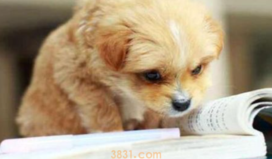 如何让狗毛色变漂亮?在家给狗染毛详细教程。(图1)