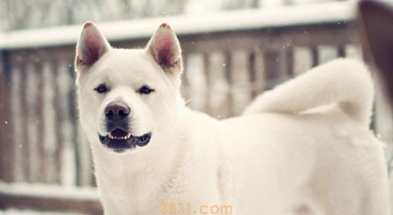 如何让狗毛色变漂亮?在家给狗染毛详细教程。(图2)