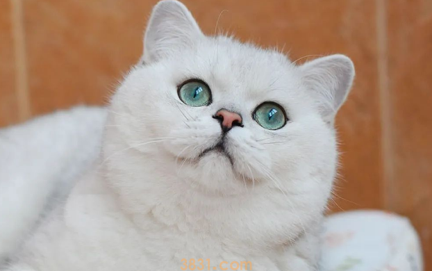 年度最受欢迎的十大猫咪品种,第1名你养过吗?(图1)