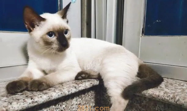 年度最受欢迎的十大猫咪品种,第1名你养过吗?(图4)