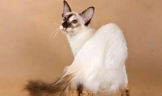 年度最受欢迎的十大猫咪品种,第1名你养过吗?(图2)