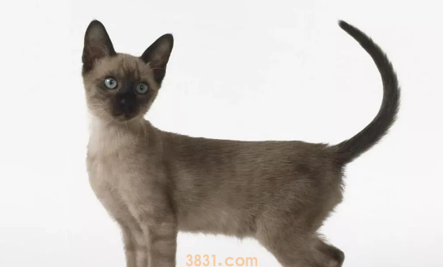 年度最受欢迎的十大猫咪品种,第1名你养过吗?(图3)