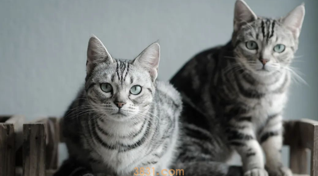 年度最受欢迎的十大猫咪品种,第1名你养过吗?(图6)