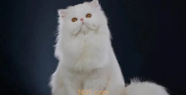 年度最受欢迎的十大猫咪品种,第1名你养过吗?(图5)