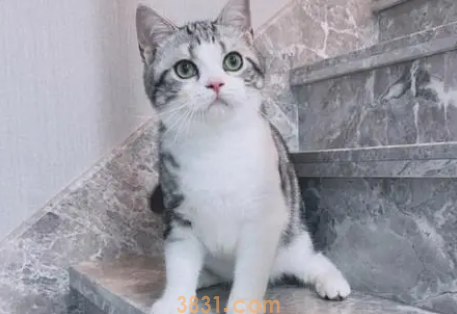 年度最受欢迎的十大猫咪品种,第1名你养过吗?(图7)