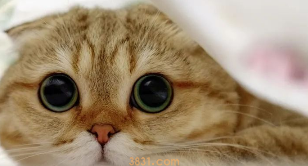 年度最受欢迎的十大猫咪品种,第1名你养过吗?(图8)