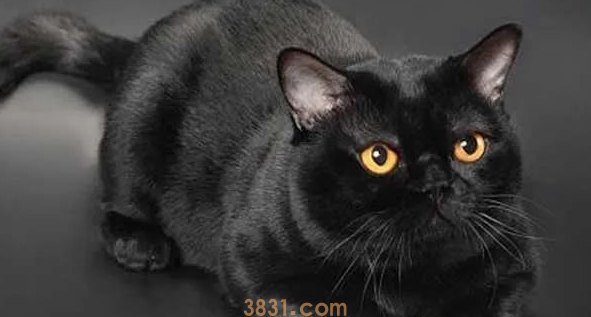 年度最受欢迎的十大猫咪品种,第1名你养过吗?(图9)