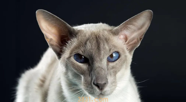 年度最受欢迎的十大猫咪品种,第1名你养过吗?(图10)