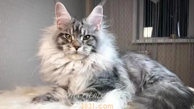 年度最受欢迎的十大猫咪品种,第1名你养过吗?(图11)