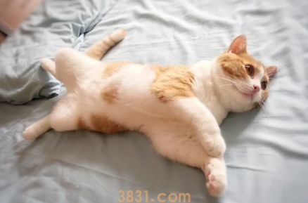 猫咪爱你的表达方式,来看看它有多爱你(图1)