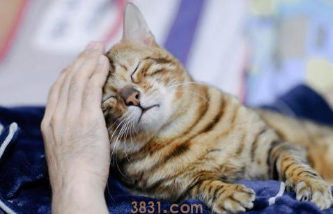 猫咪爱你的表达方式,来看看它有多爱你(图2)