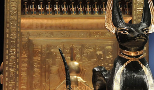 猫咪的呼噜声不仅是在表达愉悦,还是一种自我疗伤的方式(图1)