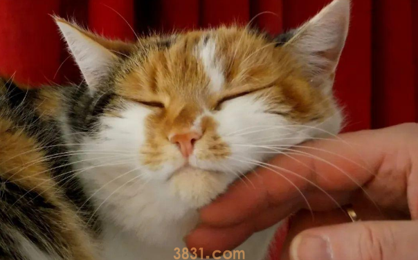 猫咪的呼噜声不仅是在表达愉悦,还是一种自我疗伤的方式(图2)