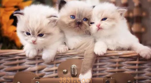 猫咪到家养不过7天?3步带你识别和避免星期猫(图1)