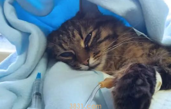 猫咪到家养不过7天?3步带你识别和避免星期猫(图2)