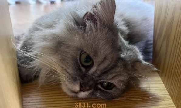 养猫和不养猫哪种生活使人更加长寿?(图1)