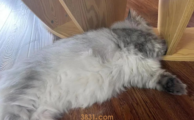 养猫和不养猫哪种生活使人更加长寿?(图2)