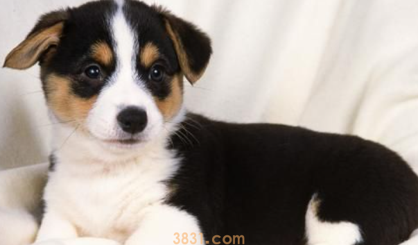 如何去除狗的黑眼圈?狗面部的修剪常识!(图1)