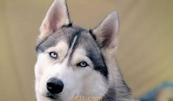 如何去除狗的黑眼圈?狗面部的修剪常识!(图2)